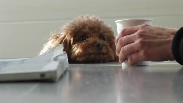 Dog staring at a latte