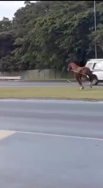 Terrified horse: SPCA