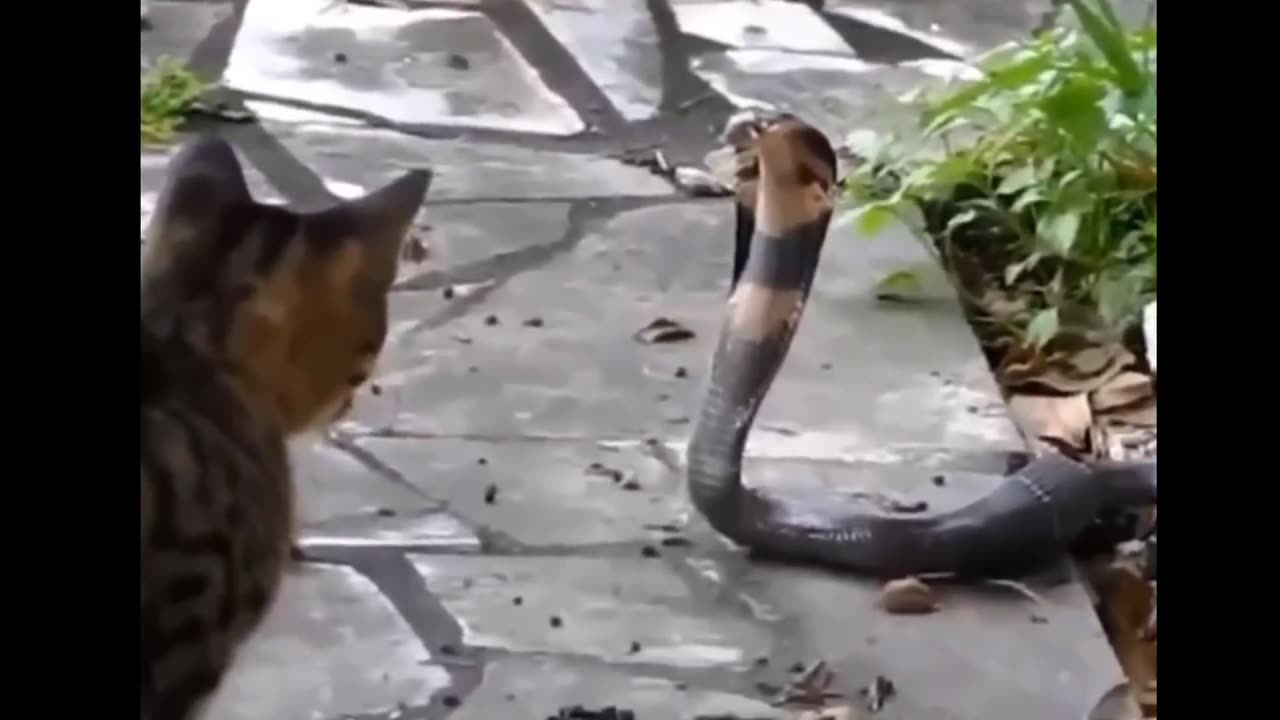 Cats vs Wild Animals