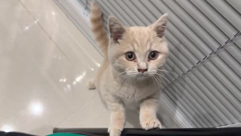 Kitten Meowing (Cuteness Overload)