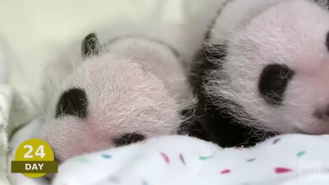 The first 100 Days of Mei Lun and Mei Huan