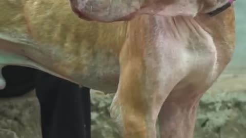 Budhe pitbull ka rescue