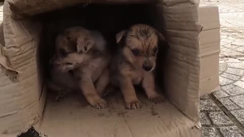 Two Abandoned Puppies shed tears and try to survive until this happens..!