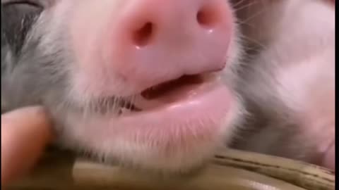 Cute baby animals Videos