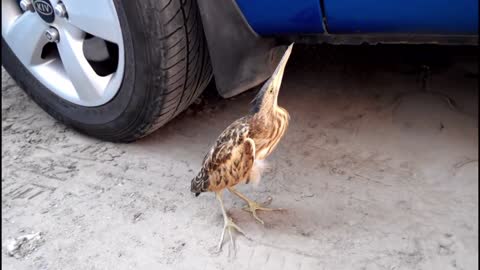 Found a sneaky chicken next to the car early in the morning