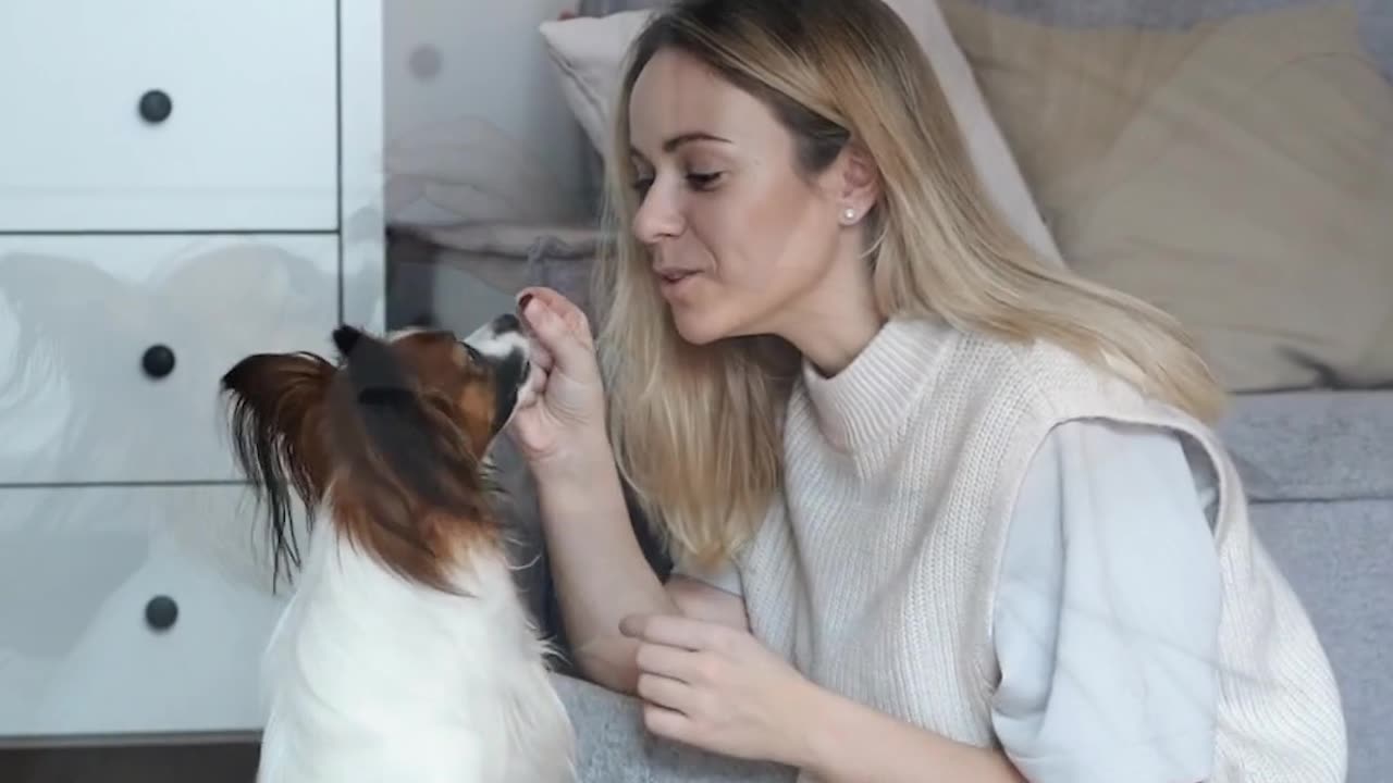 The Unconditional Love Of Dogs Is Incredible - Dogs Show Love To Their Owner