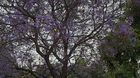Parque de Los Reyes Short Tour 🌳