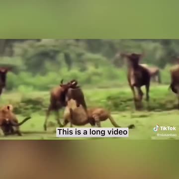 WILD ANIMALS HUNTING PREY COMPILATION (2022)