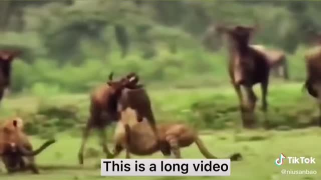 WILD ANIMALS HUNTING PREY COMPILATION (2022)