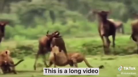 WILD ANIMALS HUNTING PREY COMPILATION (2022)