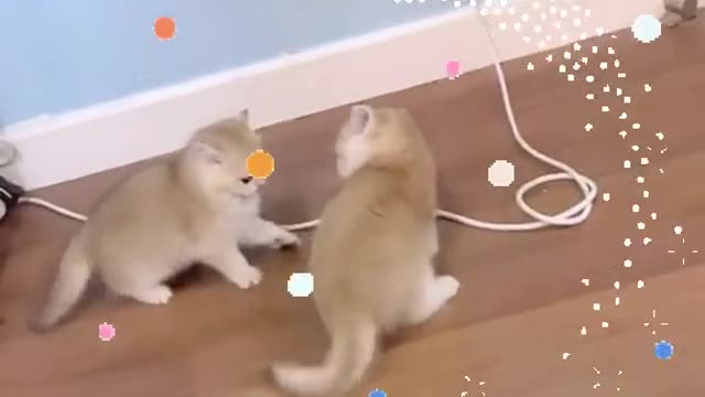 Innocent kittens playing each other