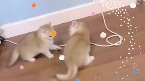 Innocent kittens playing each other