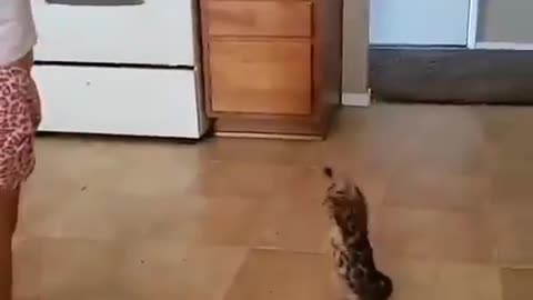 Funny cat with little child