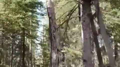 Bear Follows Instructions And Leaves