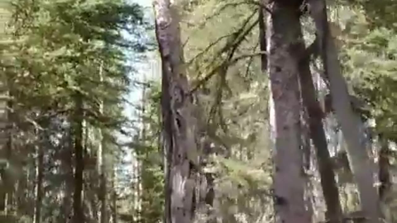 Bear Follows Instructions And Leaves