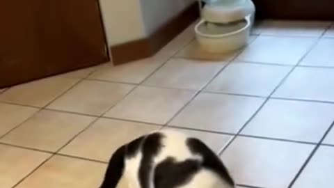 Can your cat do this 😂