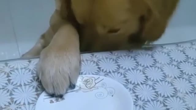 Funny Animals Video #14