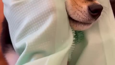 Amazing Dog cleaning