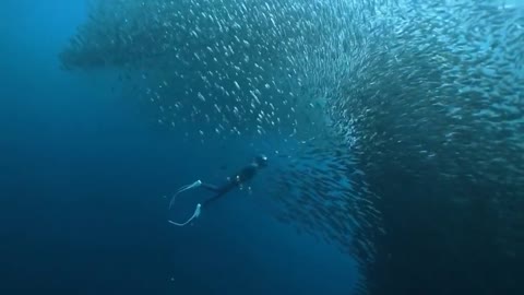 Million of fishes