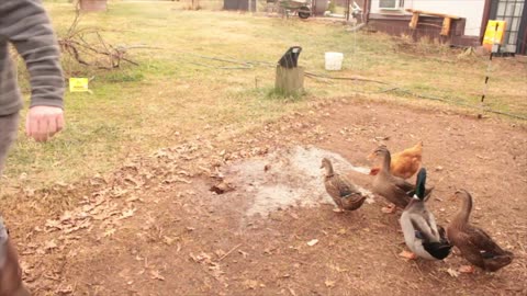 Keeping the Rabbits Protected: Chicken Project #2