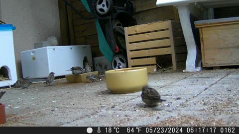 Sparrow time - Spatzen-Zeit