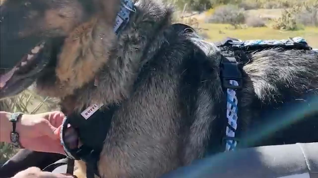 Moxie the German shepherd lovers motorcycle adventures 😍🥰