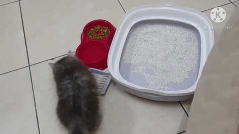 The British Longhair is a mixed breed cat–a cross between the British Shorthair and Persian cat