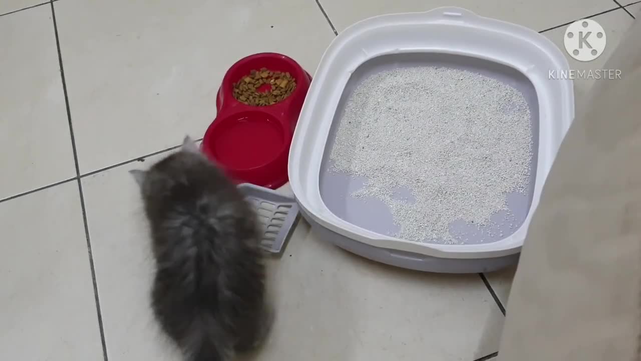 The British Longhair is a mixed breed cat–a cross between the British Shorthair and Persian cat