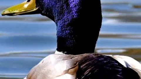 Most beautiful birds 💯 pats off all