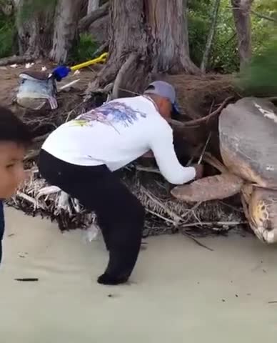 saving the turtle
