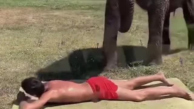 Very smart Elephant gives a great massage