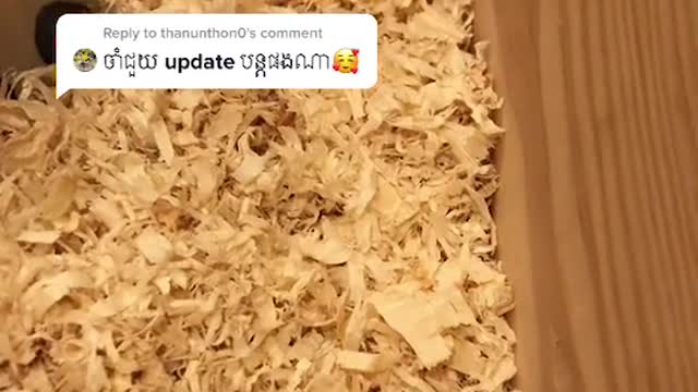 Should I post part 2? 👀 Don’t worry! He was well monitored ❤️