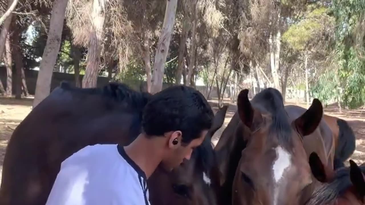 Cavalier et chevaux