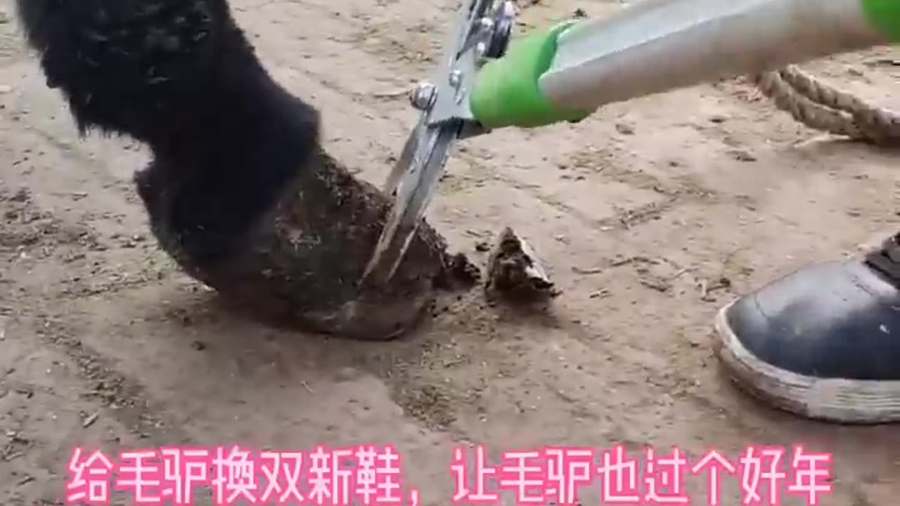 Horse hoof cleaning