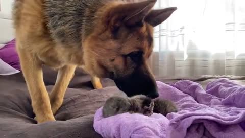 German Shepherd Meets Newborn Kittens for the First Time!