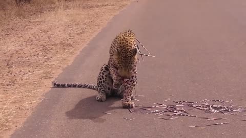 18 Times Animals Messed With the Wrong Opponent