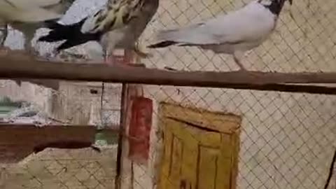 pigeon viral video #pigeonflyingclubnarang