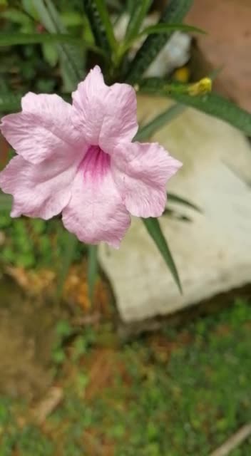 there is a beautiful flower