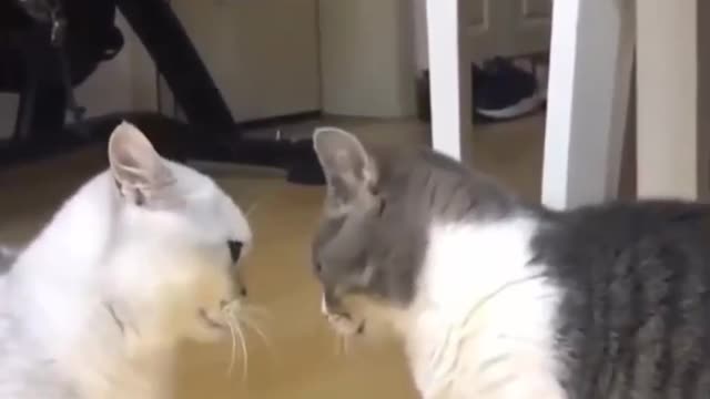 cute cats messing around😂😂😂