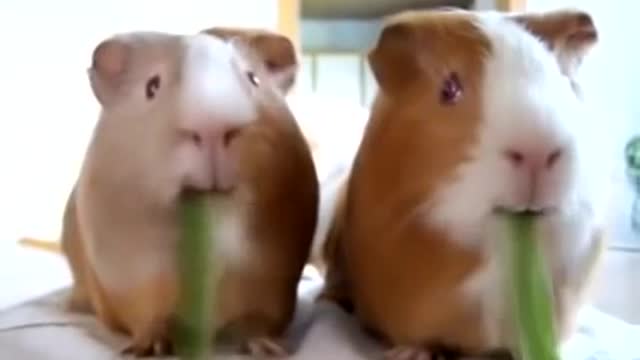 two guinea pig eat grass so cute_360p