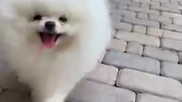 Dogs Funny Video