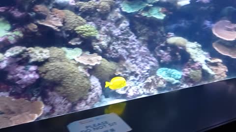 MBS Aquarium VID 20220222 172926