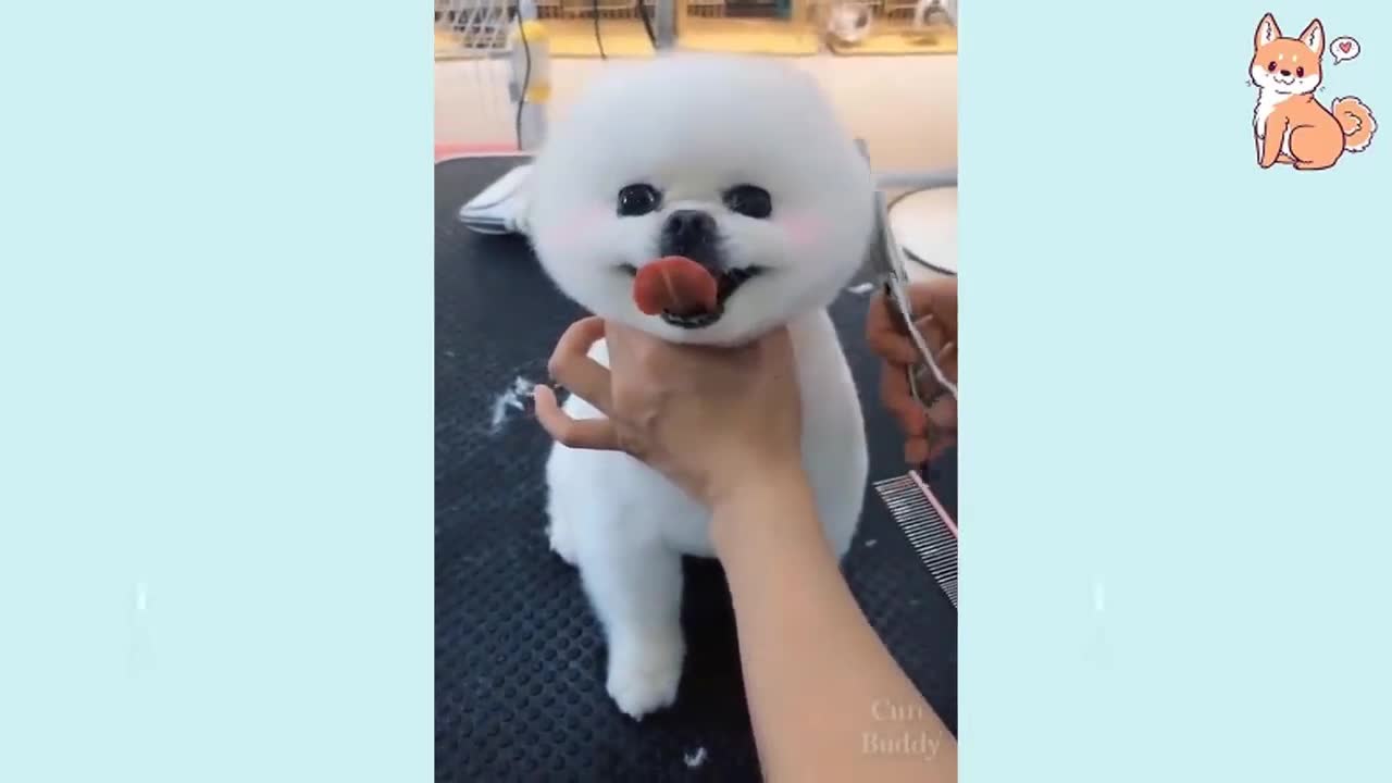 Cute Puppies Satisfying Haircut