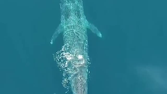 Blue Whale In Ocean