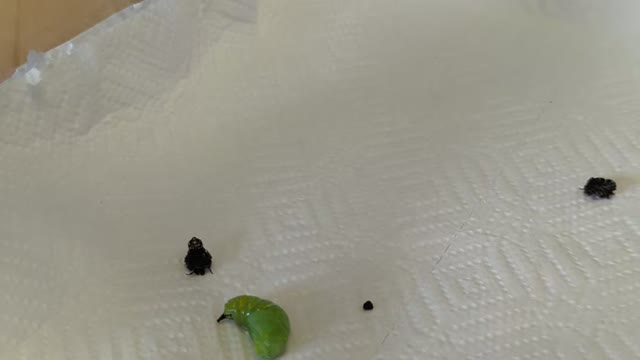 Rehanging A Monarch Butterfly Chrysalis