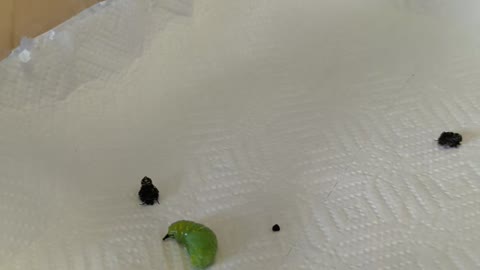 Rehanging A Monarch Butterfly Chrysalis