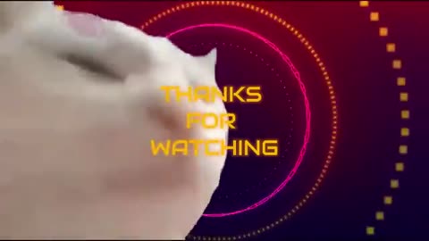 Gato da Arábia