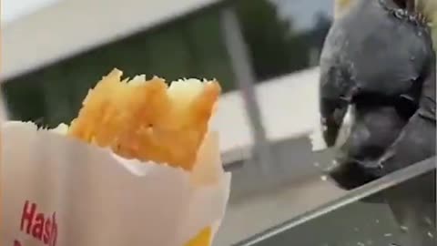 Parrot eating roasted potatoes