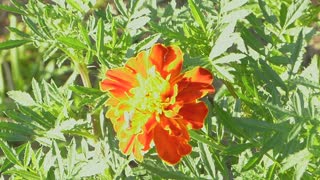 Sunshine on a Golden Peony Flower with a tiny visitor!