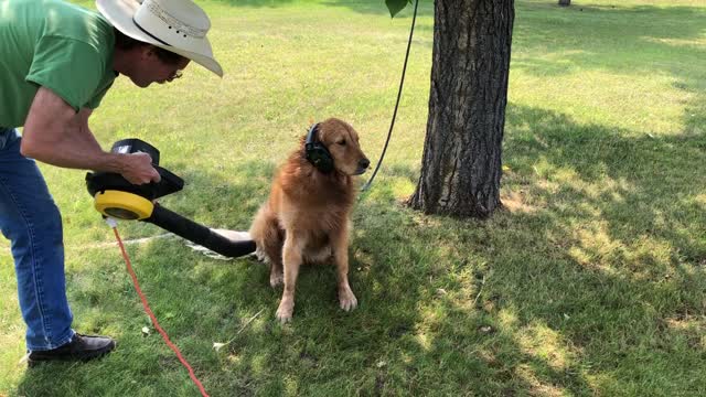 Dog Gets Montana Hair Blow-Out